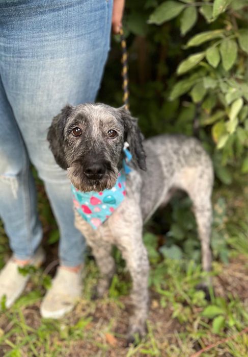 7 lat żył w kojcu.. piesio w typie spaniela. Adoptuj! Pomoz