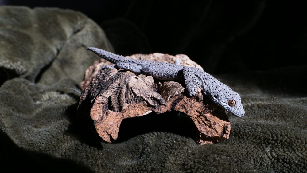 Gekon Strophurus williamsi