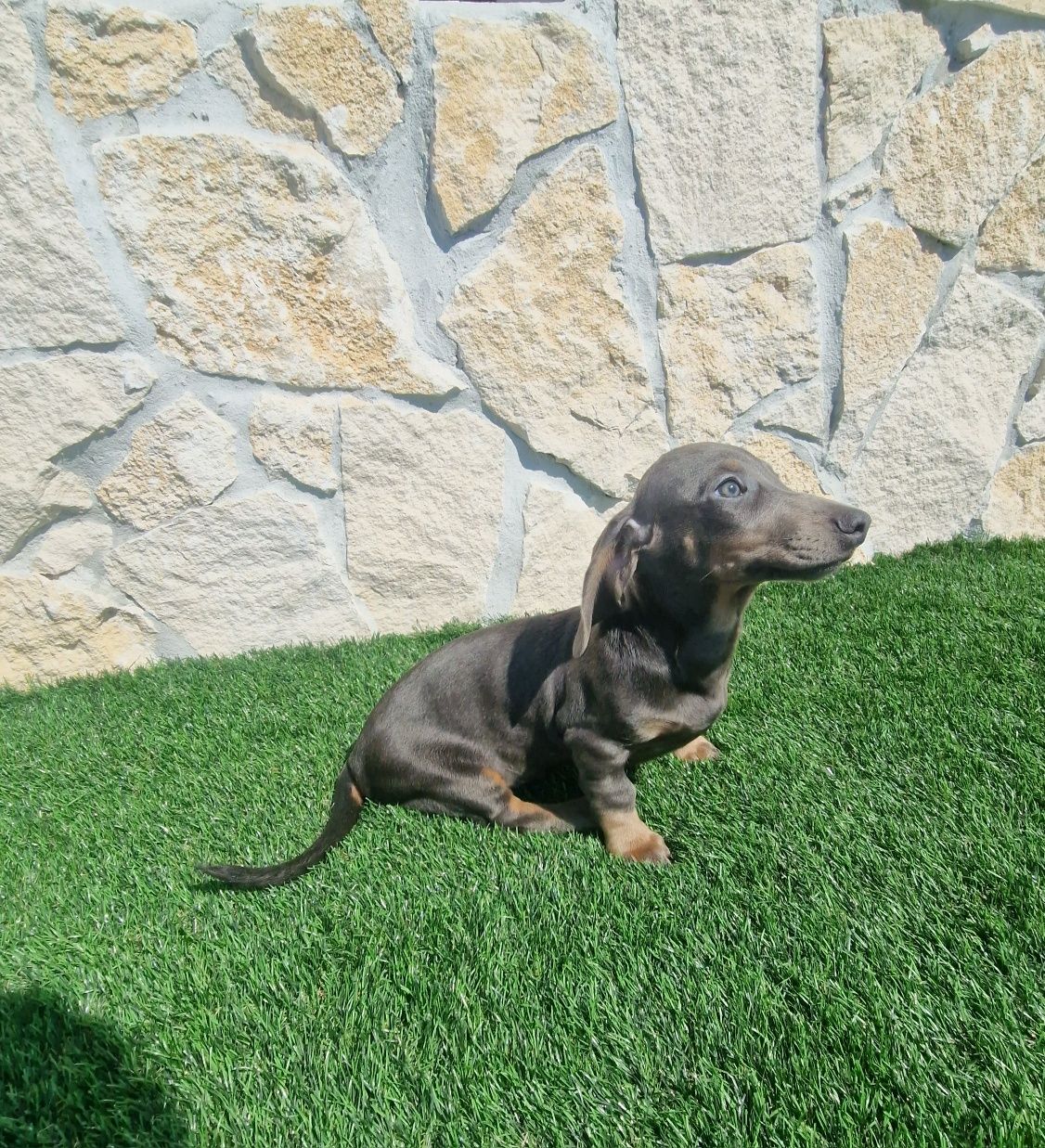 Teckel Azul Macho