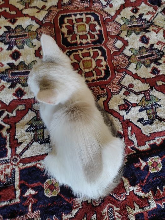 Кошеня котик, кіт
