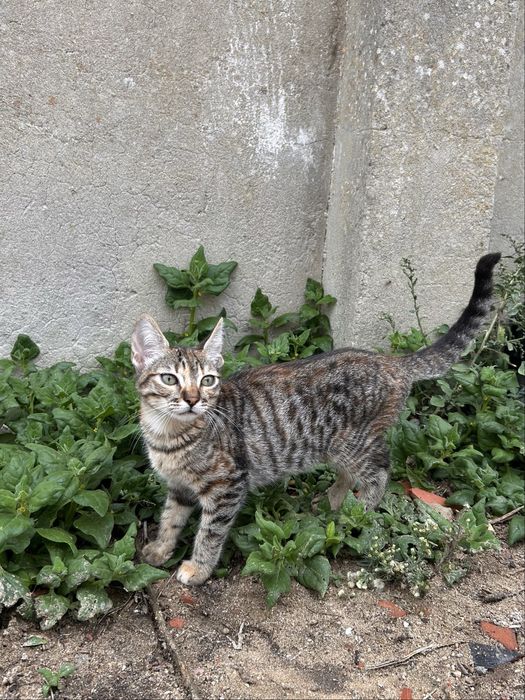 gatas para adoção responsável
