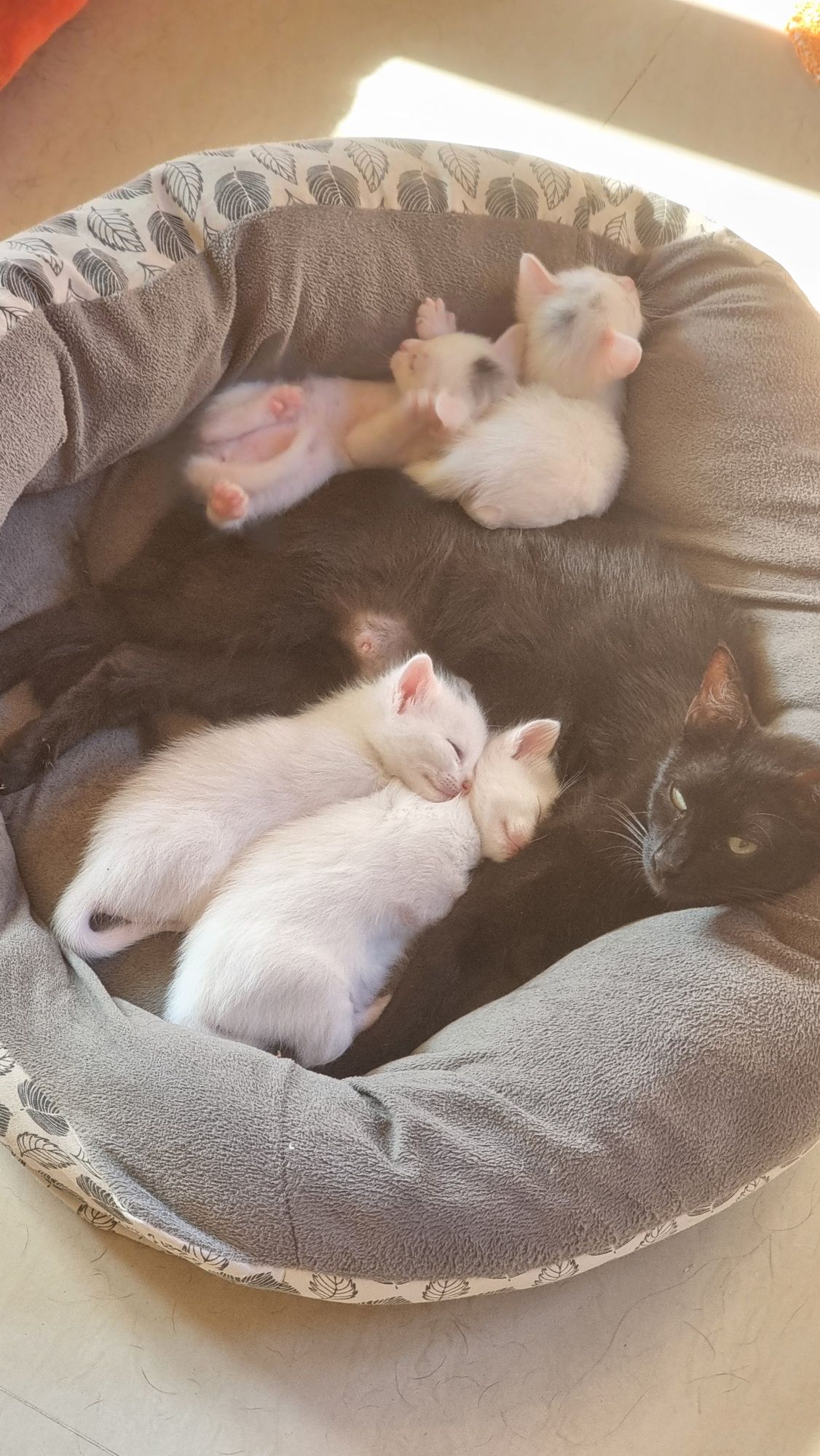 Lindos Gatinhos para Adoção Responsável