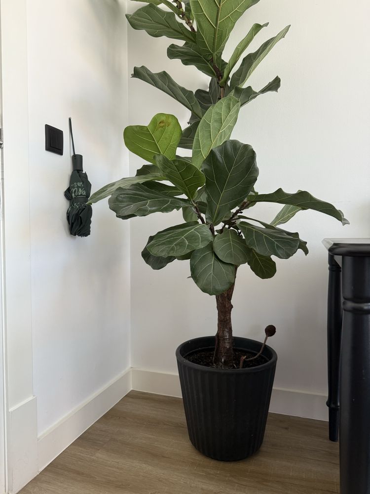Ficus Lyrata – Árvore de Interior