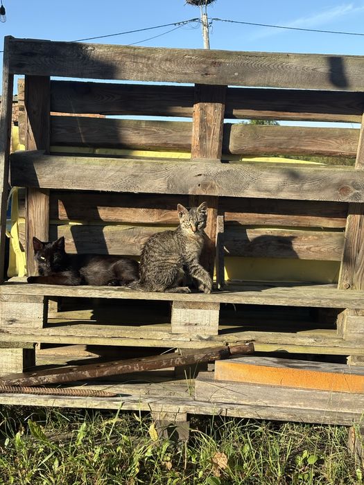 Czarna kotka szuka domu