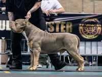 American Bully Pocket