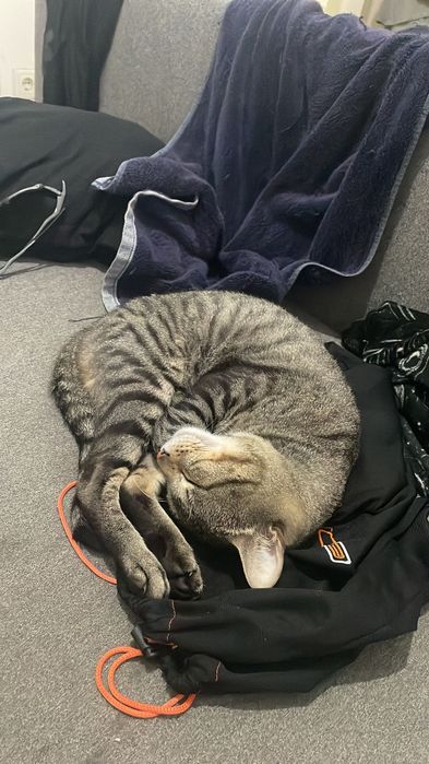 Gatinho Super dócil para Adoção