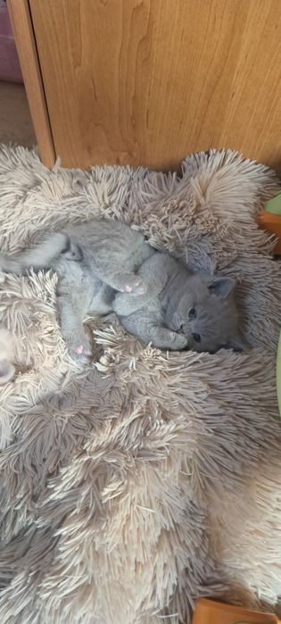 Zarezerwowany Kocurek liliowy brytyjski z rodowodem