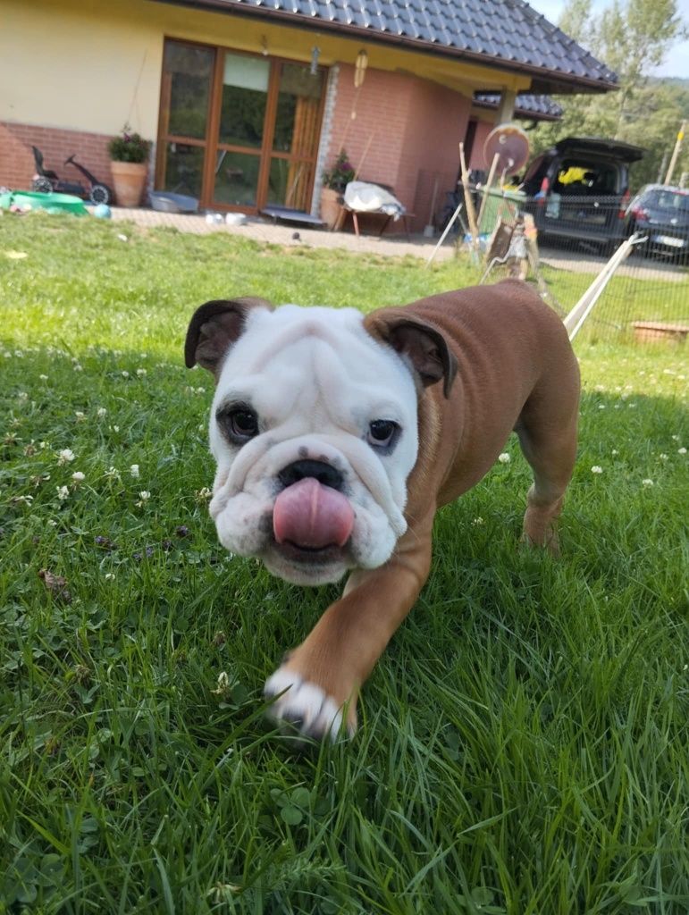 Buldog angielski FCI piesek