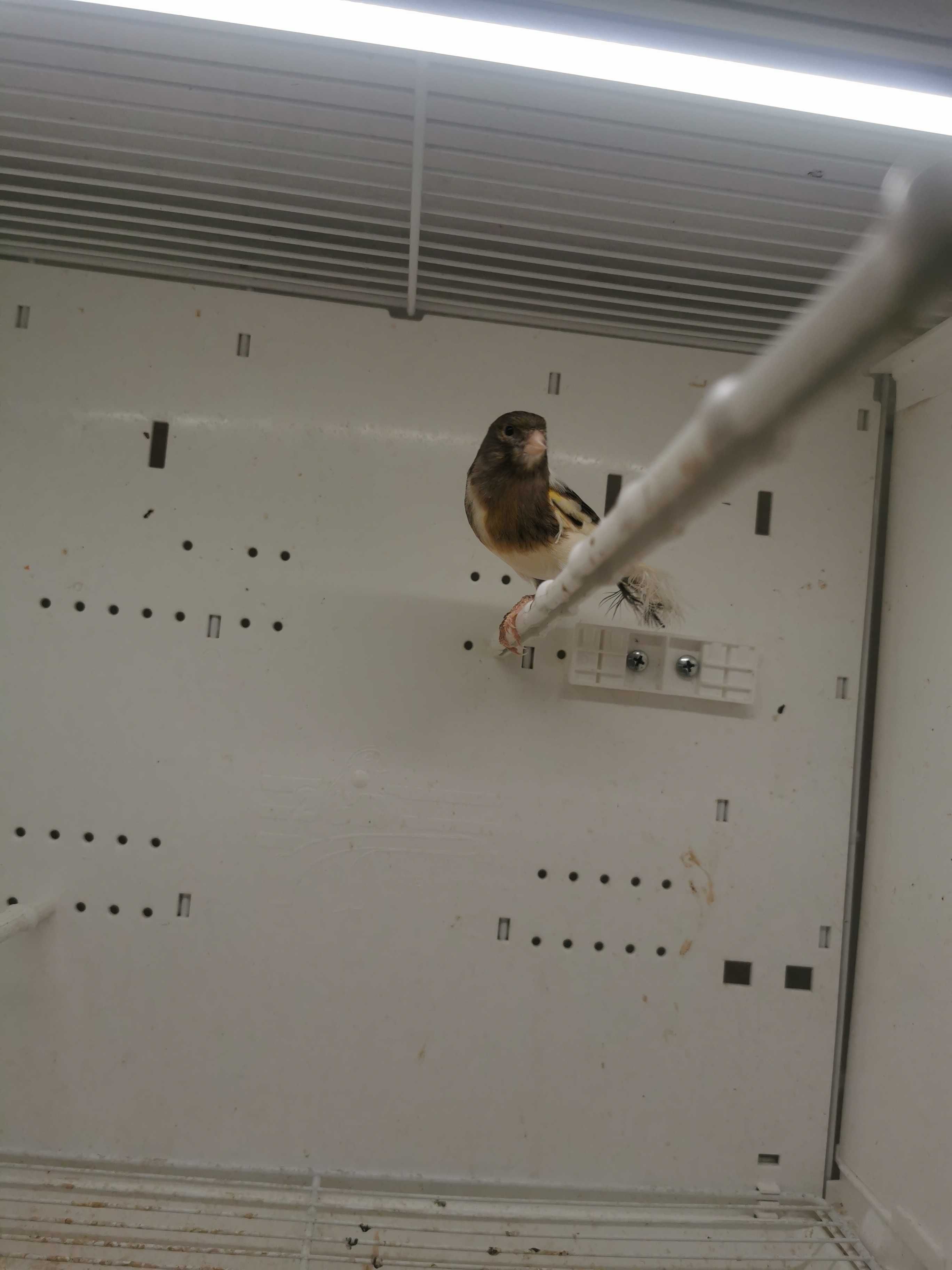 Kanarki miniatura hiszpańska, fiorino, slavujar, mozaika agat żółta