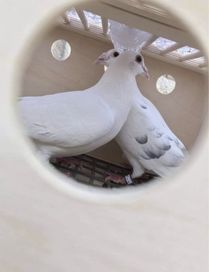 Białe gołębie białe gołąbki parka na wesele ślub śląsk