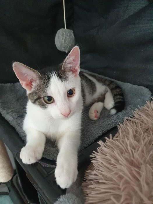 Hrabia i  Lord - kociaki do adopcji