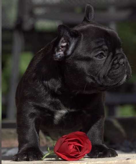 Buldog Francuski CZARNY