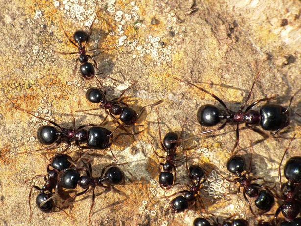 Экзотические муравьи Messor wasmanni формикарий