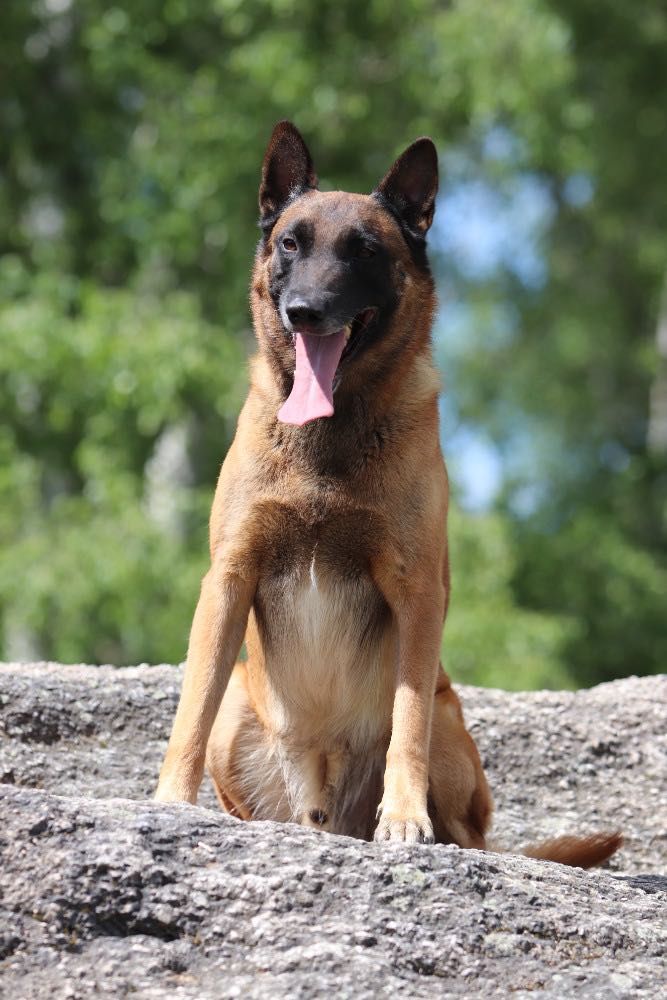 Owczarek Belgijski Malinois ZKwP/FCI szczeniak