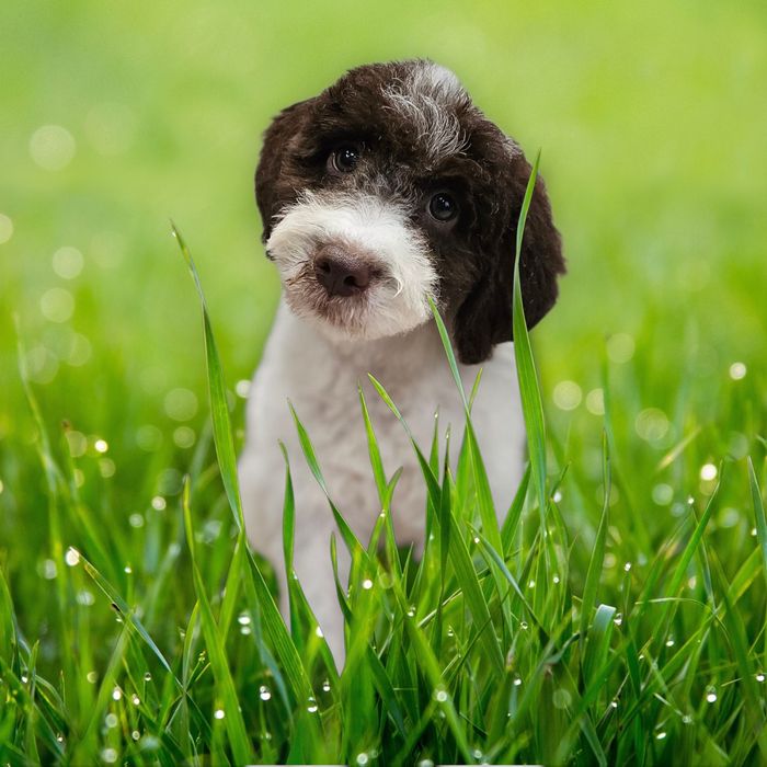 Lagotto Romagnolo FCI – łaciaty samiec z miotu FAIRY, Trufflove