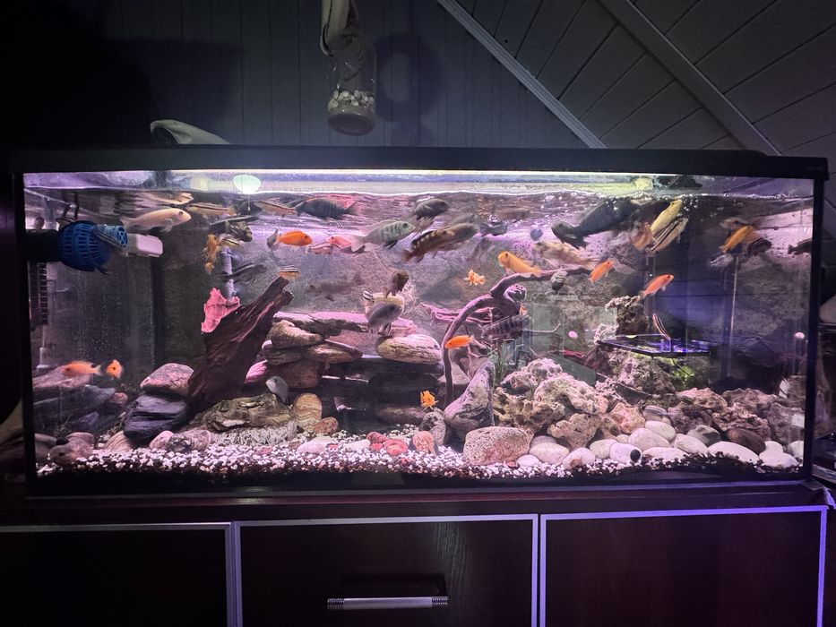 Akwarium  240L wraz z zawartością