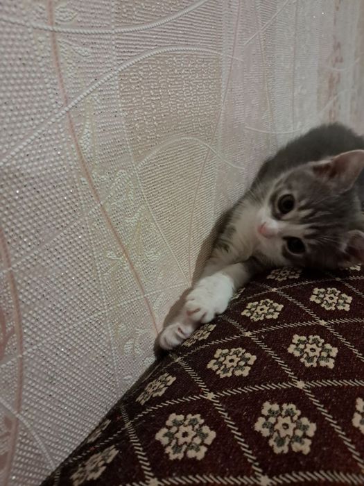 Малі пухнасті та грайливі бешкетниці( Віддам хорошим людям)