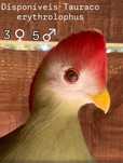 Disponíveis Tauraco erythrolophus