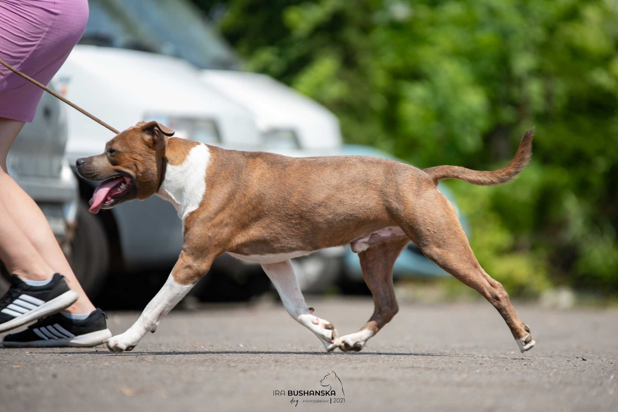 В'язка амстаффа. Американський стафордширський тер'єр, стафф, amstaff.