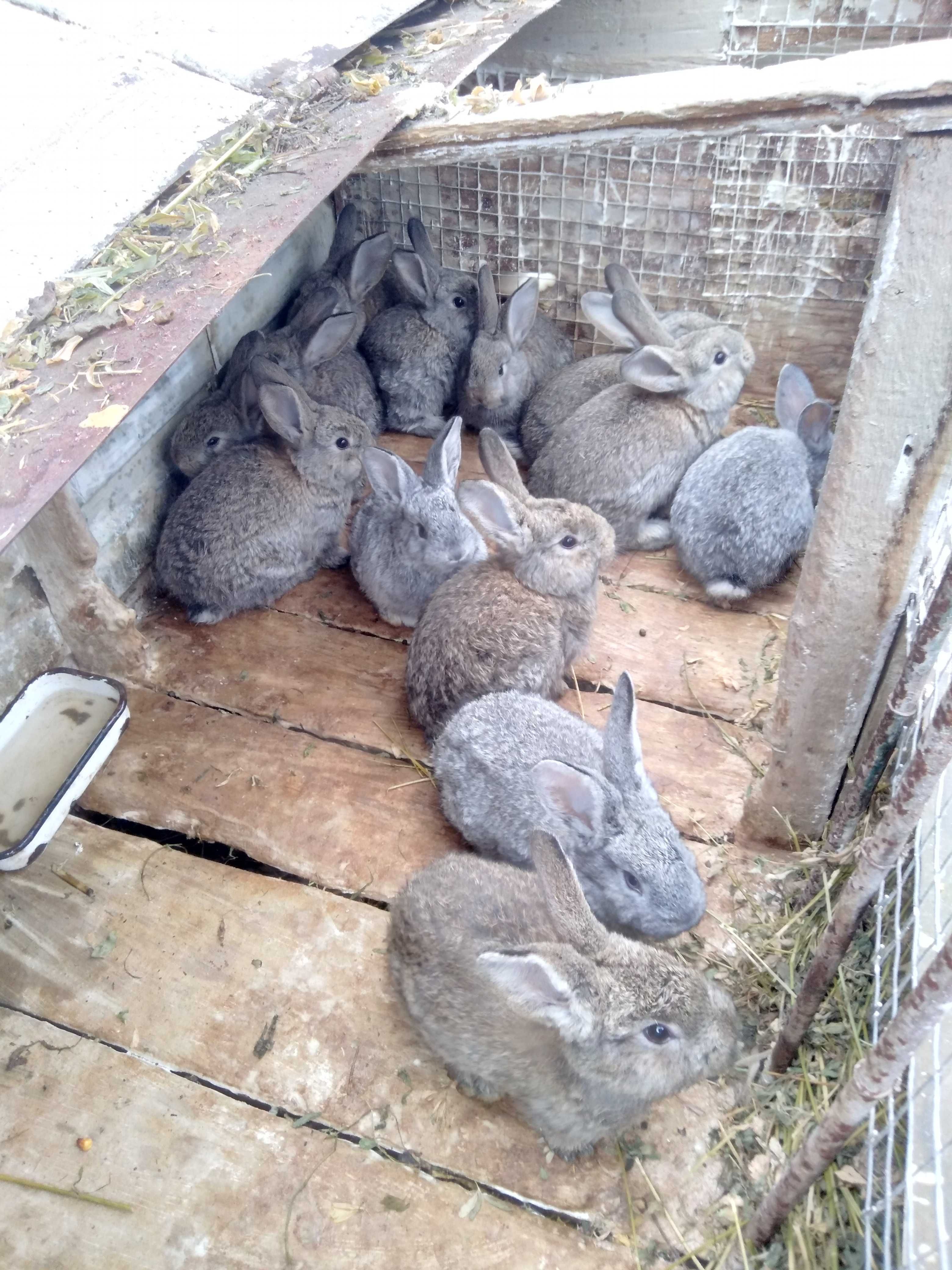 Кролики флендер+шиншила