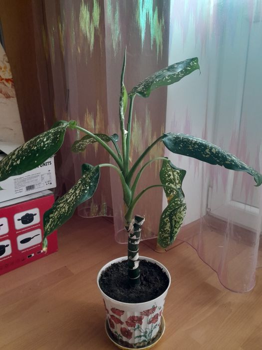 Продам дифенбахию