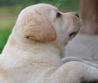 Prześliczny szczeniak Labrador Retriever