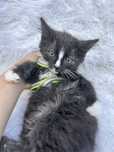 Urocze maluszki do adopcji