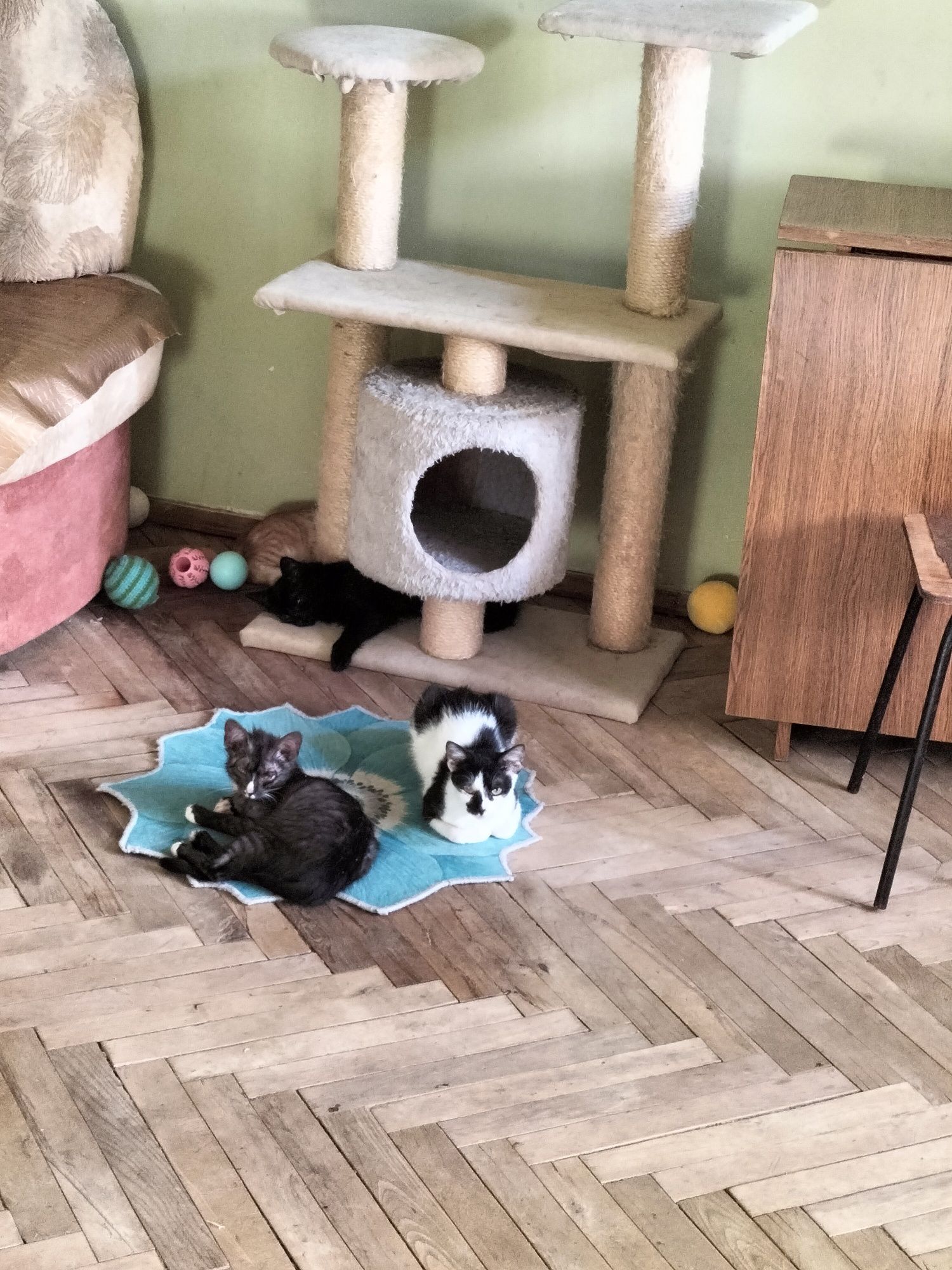 Потрібна допомога хвостикам
