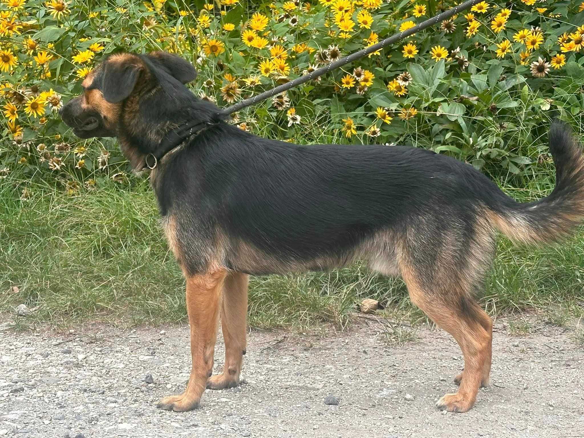 Szukamy domu dla Malcolma.