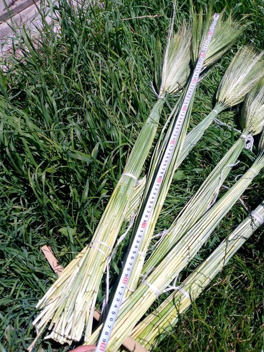 Колоски пшениці, букет пшениці, ячмінь