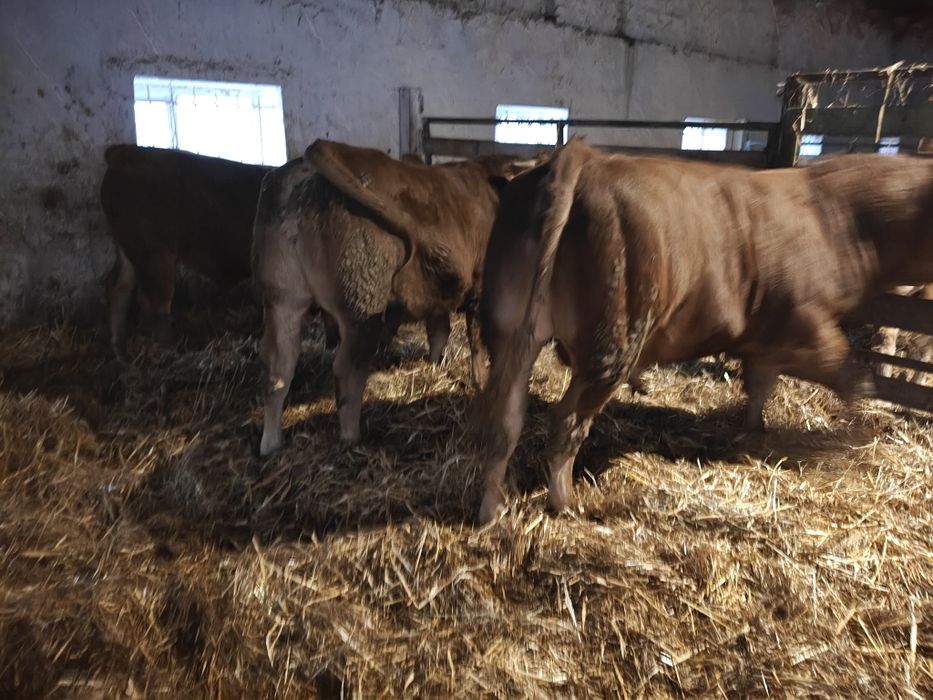 Buchaj limousine 100% lm