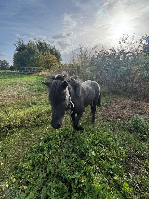 Kucyk ogierek Tarant