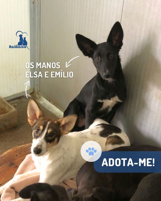 Emilio - cao jovem ficara porte medio- grande