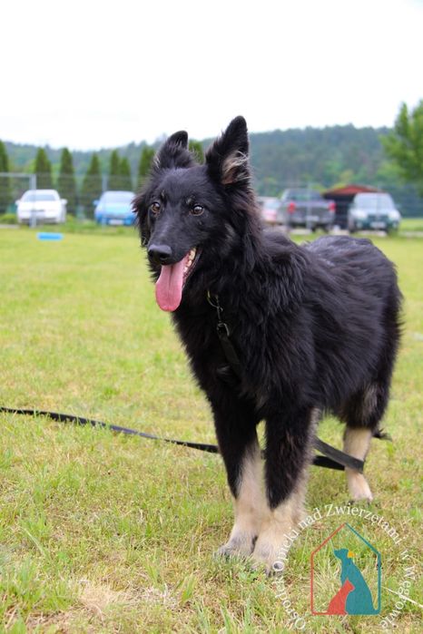 Noli 65/24 - SZUKA DOMU!