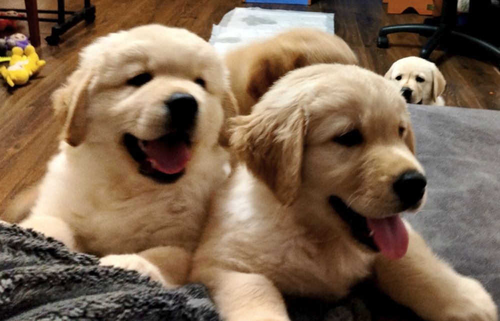 Щенки лабрадора ретривера