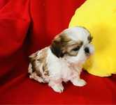 Shih tzu do rezerwacji suczka