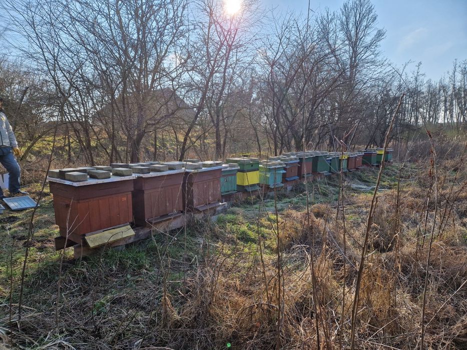 Przezimowane rodziny pszczele