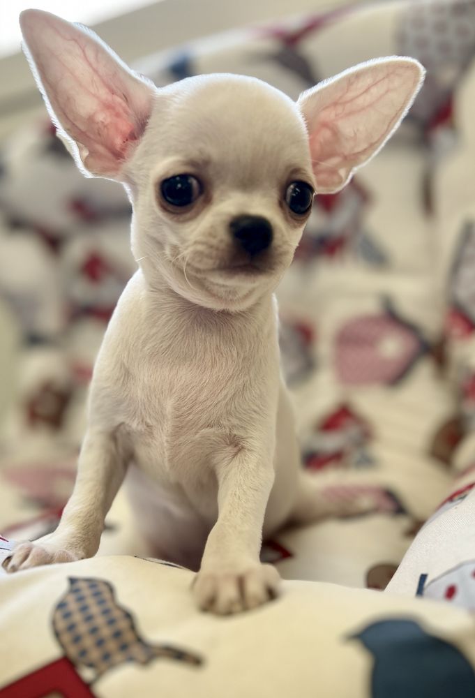 Chihuahua Macho Pequenino