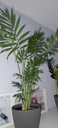 Zamioculcas palma  epipremnum Philodendron