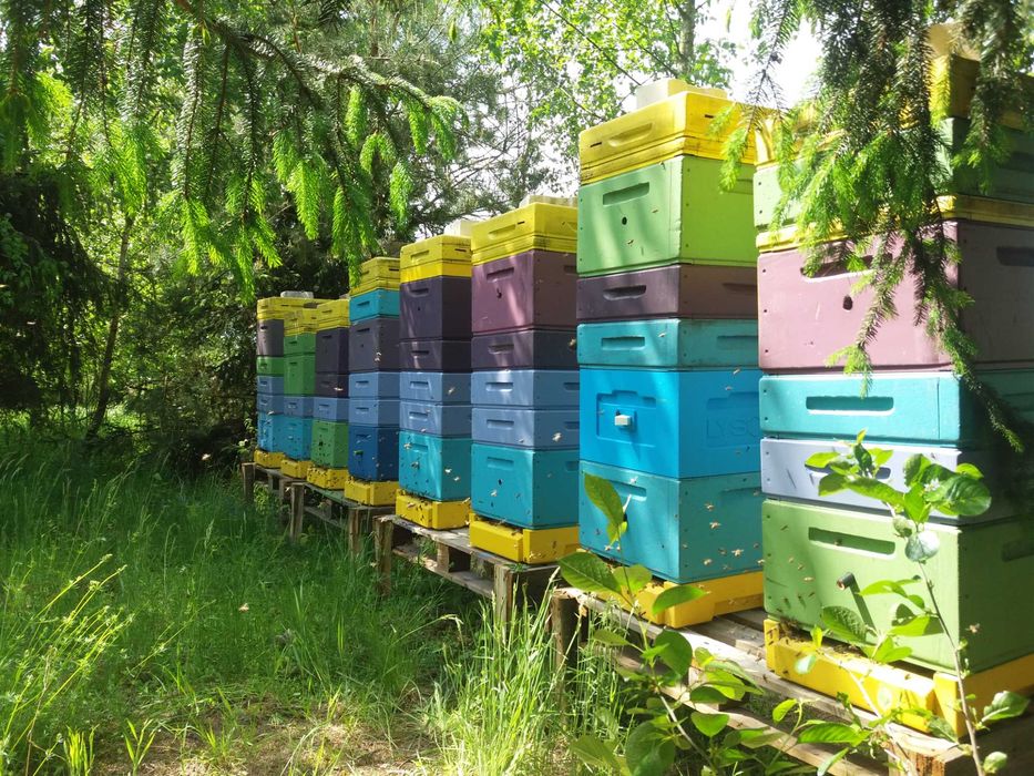 Miód Gryczany z własnej pasieki 1,2 kg