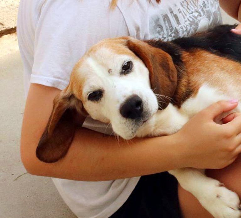 Bardzo łagodne przyjacielskie beagle adopcja