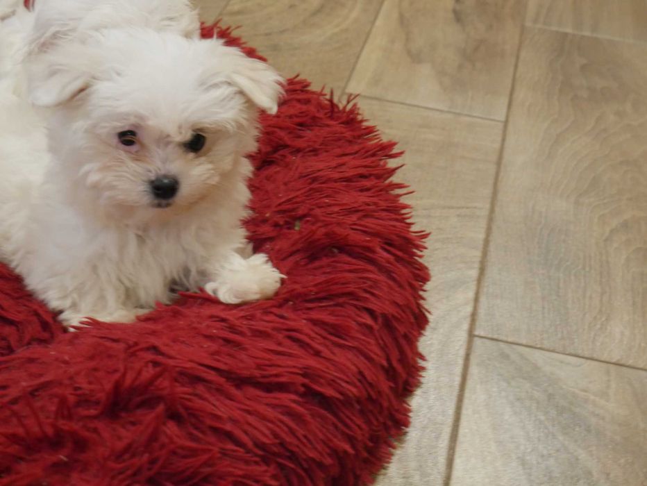 Maltańczyk -Mini sunia