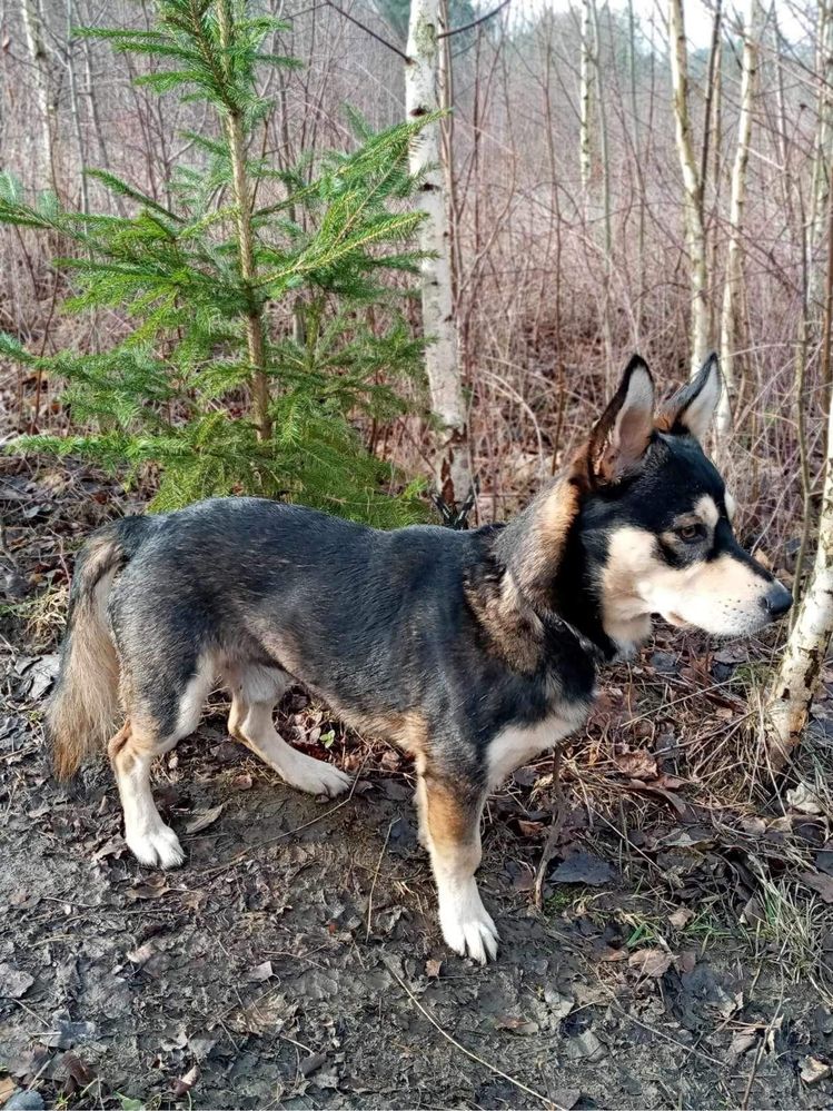 Malutki, Uroczy Rambo szuka domku