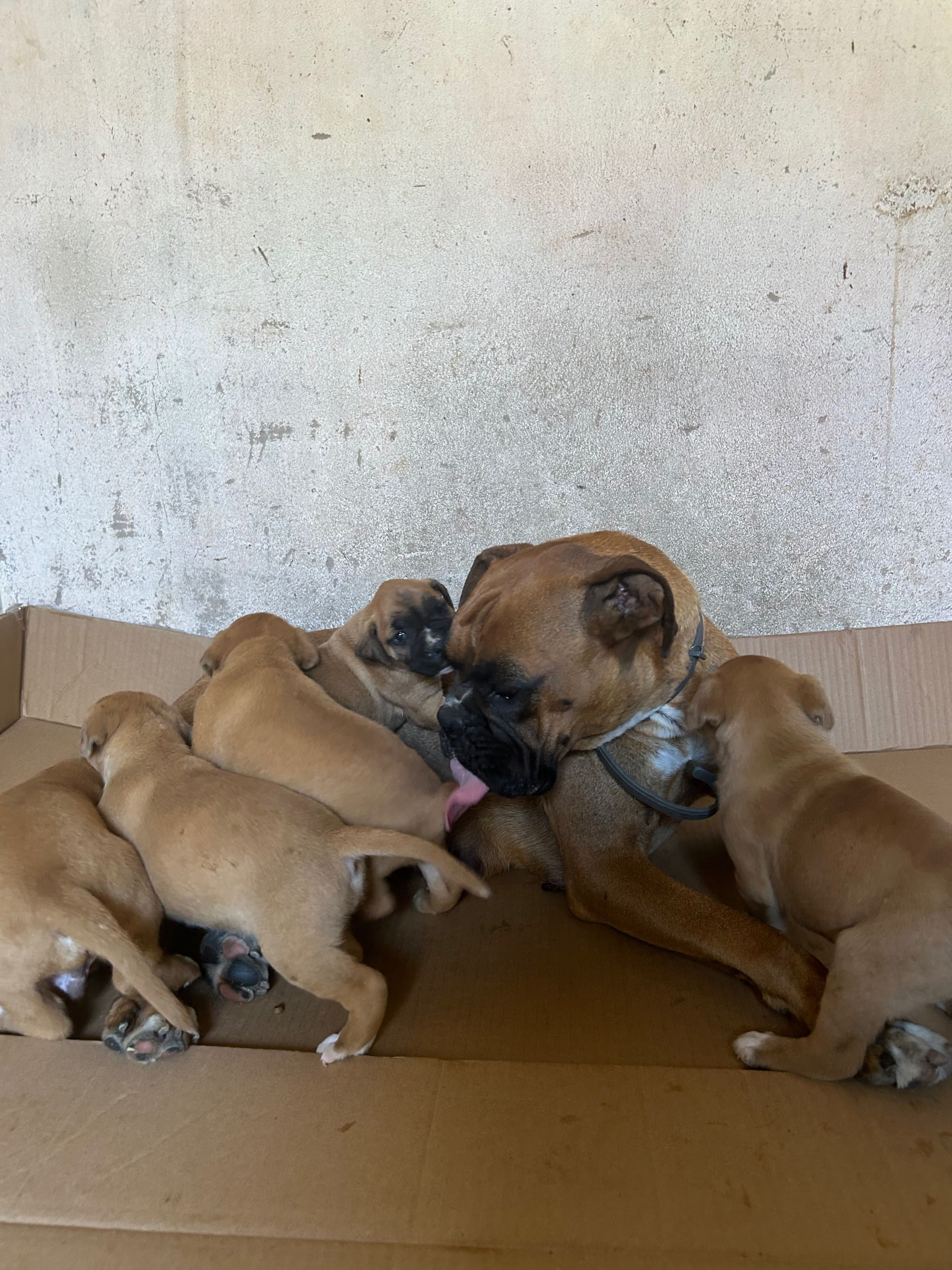 Boxer Bebé para Adoção