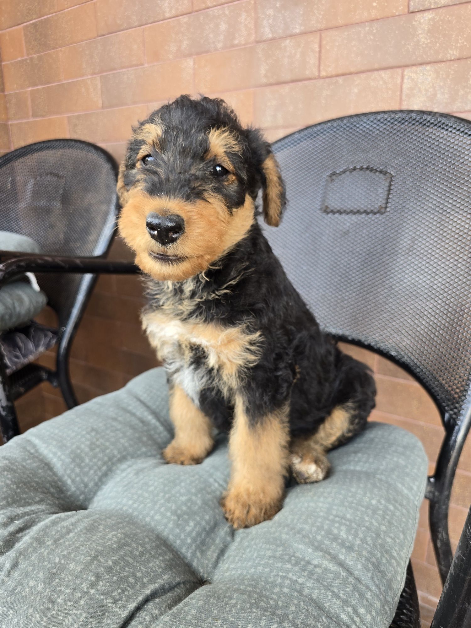 Airedale terrier szczeniak