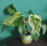 Epipremnum marble