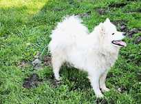 Samoyed Suczka

Do wydania w bardzo dobre ręce jest suczka n