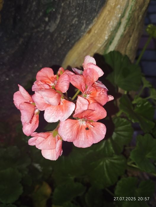 Черенки пеларгоній 12 кольорів