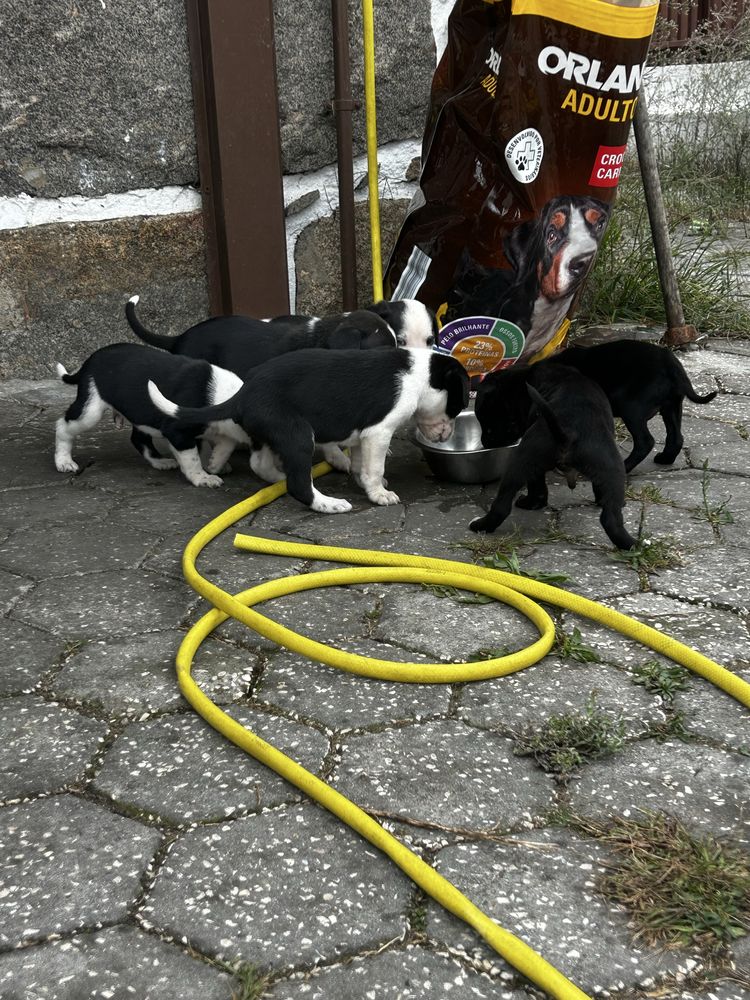 Da-se cães bebes