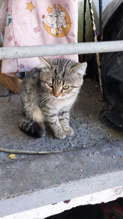 Одам в хорошие руки котят